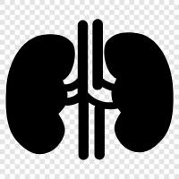 kidneys, organ, urinary, urinary tract icon svg