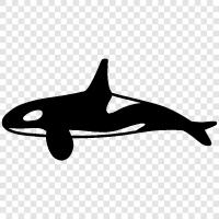 Killer Whale, Cetacean, Sea Whale, Aquatic mammal icon svg