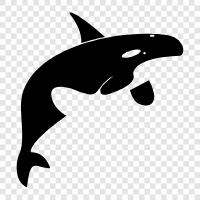 killer whales, orcas, marine mammals, marine life icon svg