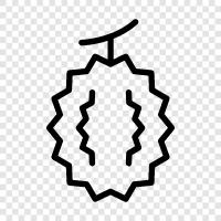 king of fruit, smelly, unique, durian fruit icon svg