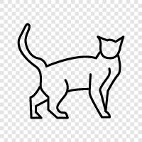 kitten, feline, house cat, pet icon svg