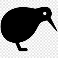 kiwi, bird, national bird, flightless bird icon svg