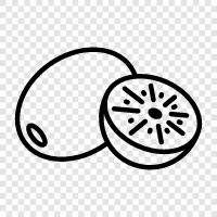 kiwifruit, fruit, fresh, healthy icon svg