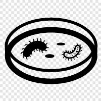 Labeled, Labeling, Labeling Technique, Petri Dish Technique icon svg