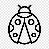 lady bug, lady beetle, ladybug beetle, ladybug larva icon svg