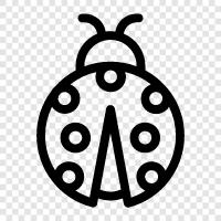 lady bugs, bug, ladybug beetle, ladybug larvae icon svg