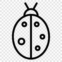 ladybird beetle, ladybug, ladybugs, ladybug larvae icon svg