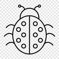 ladybug icon svg