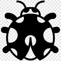 ladybug icon svg