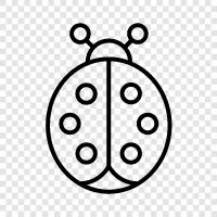 ladybug icon svg