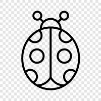 ladybug icon svg