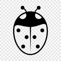 Ladybug Ladybug, Ladybug icon svg