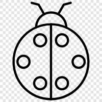 Ladybug Ladybug icon
