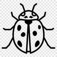 Ladybug Ladybug, Ladybug ikon svg