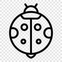 ladybug ikon svg