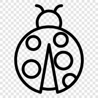 ladybug icon svg