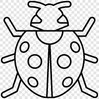 ladybugs, ladybird beetle, ladybird larvae, ladybird pupa icon svg