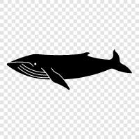 Büyük Balina, Cetacean, Okyanus Mammal, Megaptera ikon svg