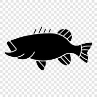 largemouth bass, smallmouth bass, striper, trout icon svg