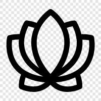 latus flower meaning, latus flower symbolism, latus flower meaning in, latus flower icon svg