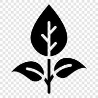 leaf, stem, flower, seed icon svg