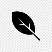 leaves, blade, blade length, width icon svg