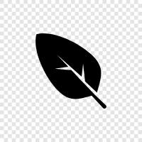 leaves, foliage, botanical, floret icon svg