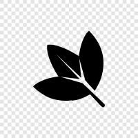 leaves, foliage, plant, tree icon svg