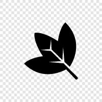 leaves, growth, photosynthesis, sunlight icon svg