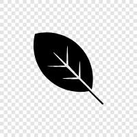 leaves, tree, vegetable, green icon svg