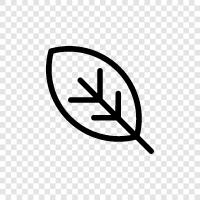 leaves, blade, blade length, width icon svg