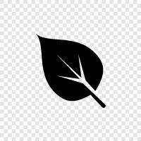 leaves, tree, growth, leaves falling icon svg