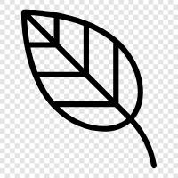 leaves, petiole, stem, blade icon svg