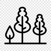 leaves, bark, branches, sap icon svg