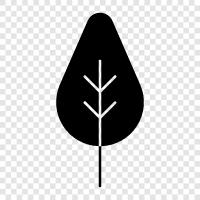 leaves, grass, blade, blade length icon svg