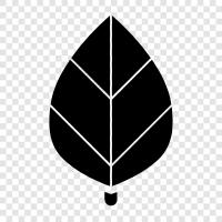 leaves, blade, blade length, width icon svg