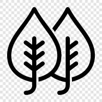 Blätter, Baum, Grün, Blatt symbol