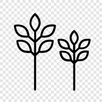 leaves, bark, roots, branches icon svg