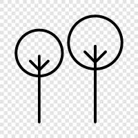 leaves, bark, branches, cones icon svg