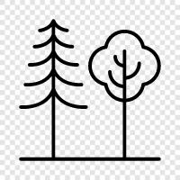 leaves, bark, height, circumference icon svg