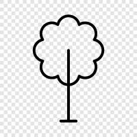 leaves, bark, trunk, branches icon svg