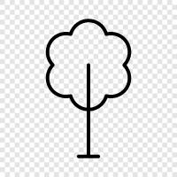 leaves, bark, trunk, canopy icon svg