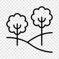 leaves, bark, height, width icon svg