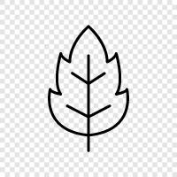 leaves, foliage, botany, biology icon svg