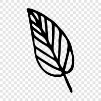 leaves, foliage, tree, greenery icon svg