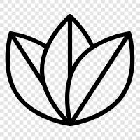 Blätter eines Baumes, Blätter einer Pflanze, Blätter, Blätter einer symbol
