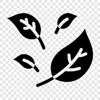 leaves, leaves of a tree, dried leaves, leaves of a plant icon svg