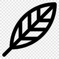 leaves, fern, fern leaves, frond icon svg