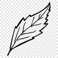 leaves, tree, leaflet, blade icon svg