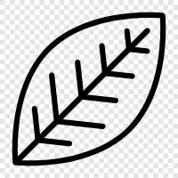 leaves, tree, foliage, greenery icon svg